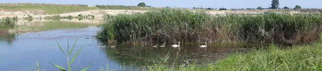 nyam-lebed-dvoyka-s-pet-malki-rzhevo-konare.jpg