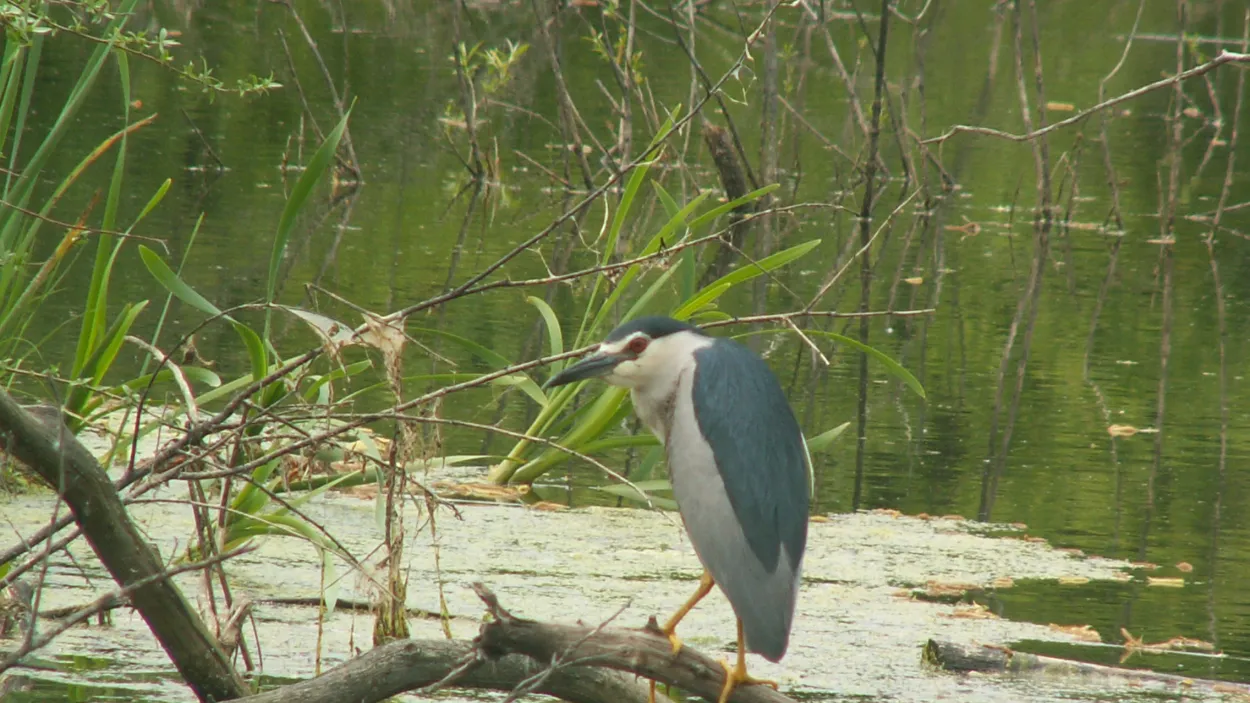 noschna-chapla-nycticorax-nycticorax-negovan-1.JPG