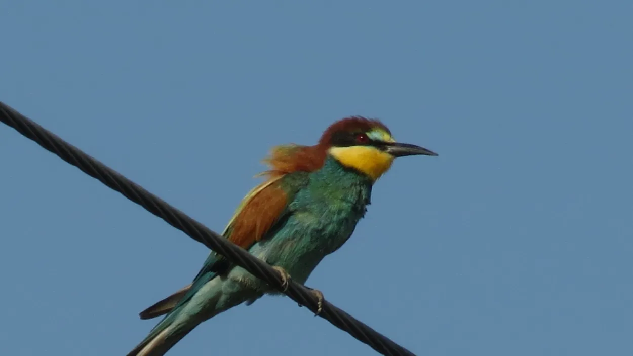 obiknoven-pcheloyad-merops-apiaster_dinkata.JPG