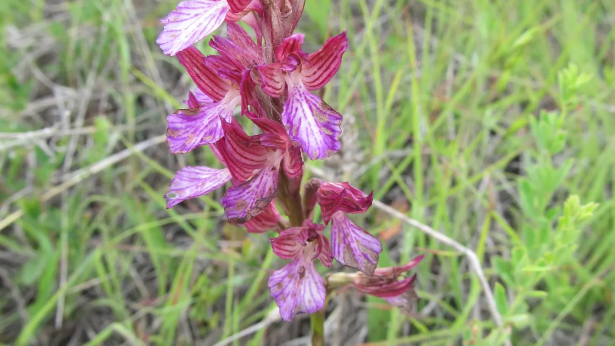 peperudocveten-salep-orchis-papilionacea_lilyache.JPG